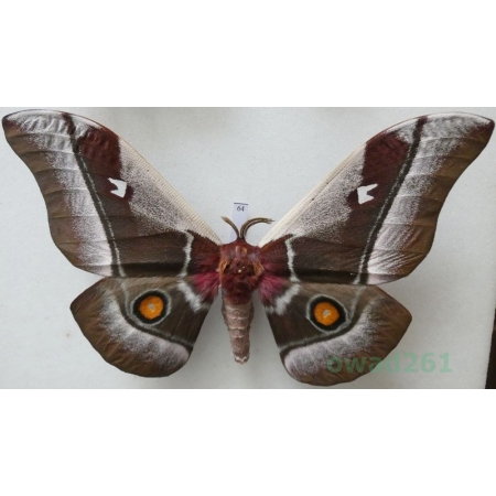 Bunaea alcinoe (Stoll, 1780) male ex. pupa Etiopia 139mm64